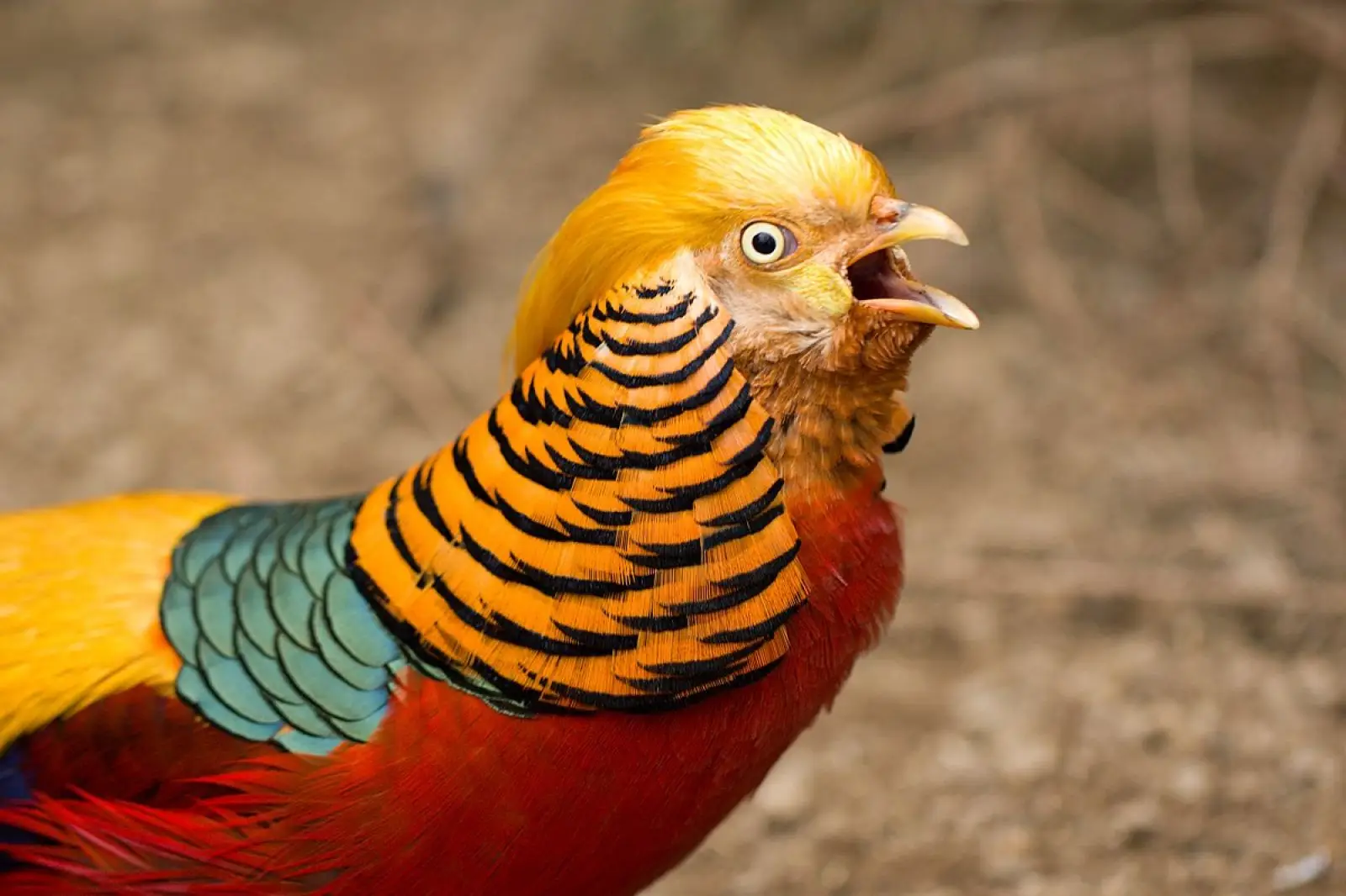 Golden-Pheasant 22