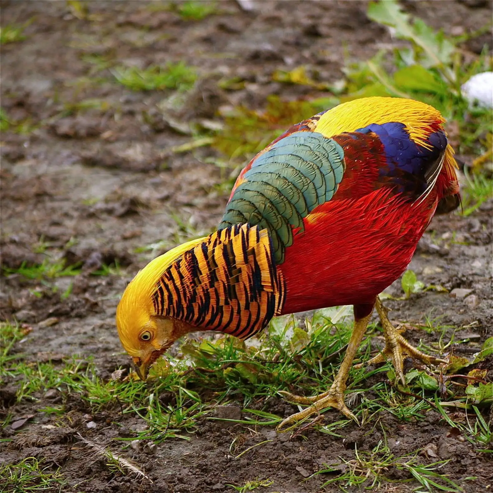 Golden-Pheasant 23