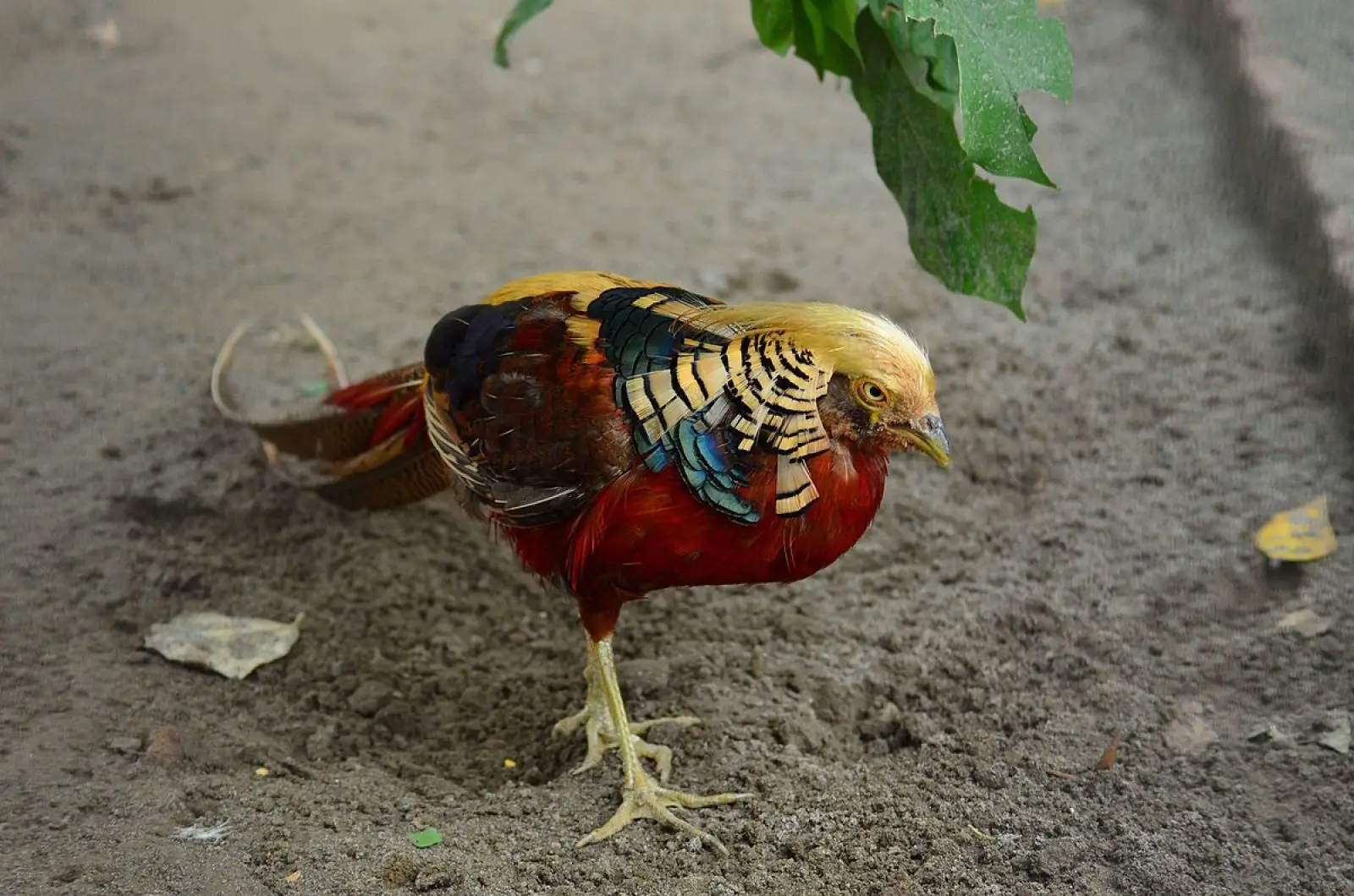 Golden-Pheasant 24