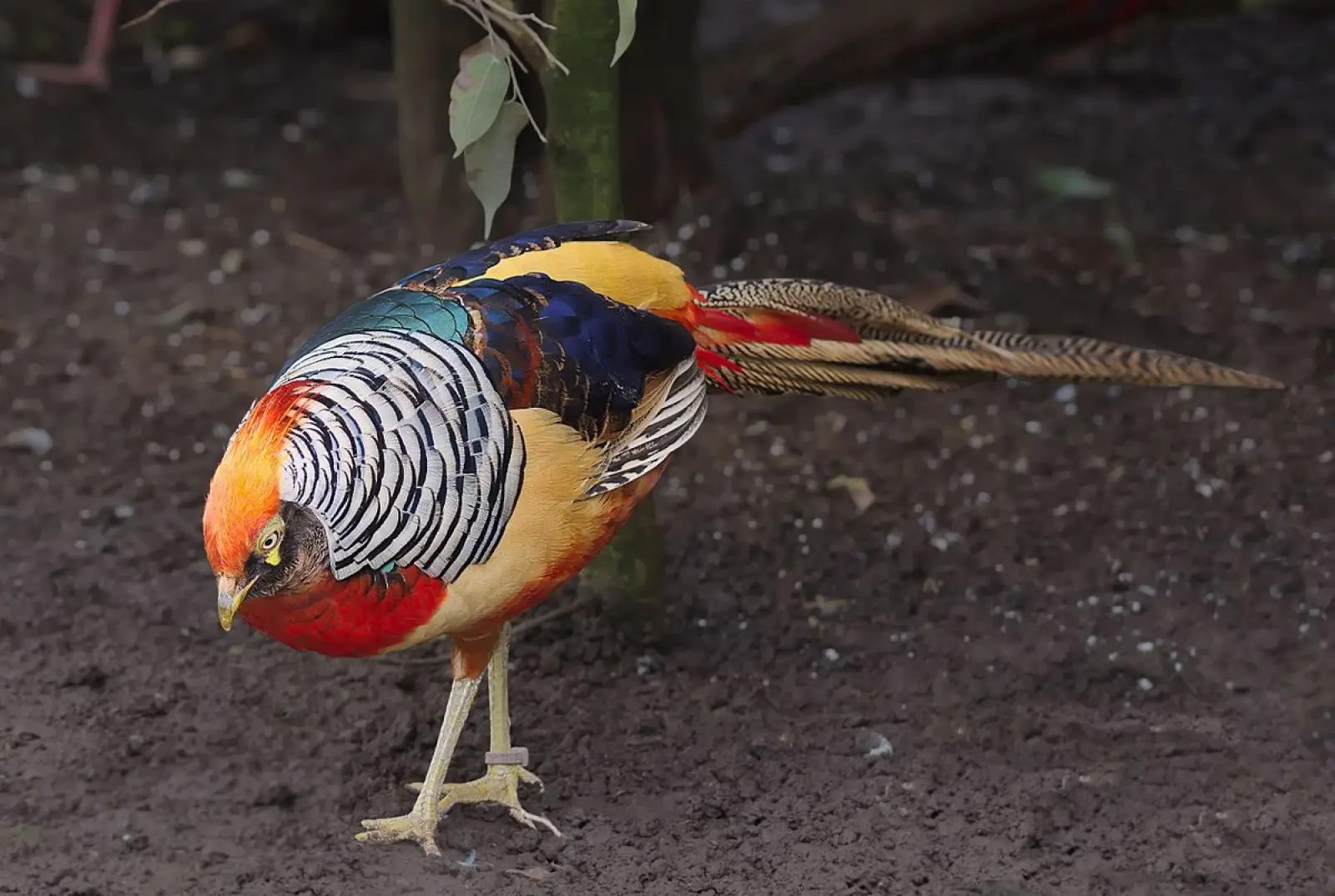 Golden-Pheasant 25