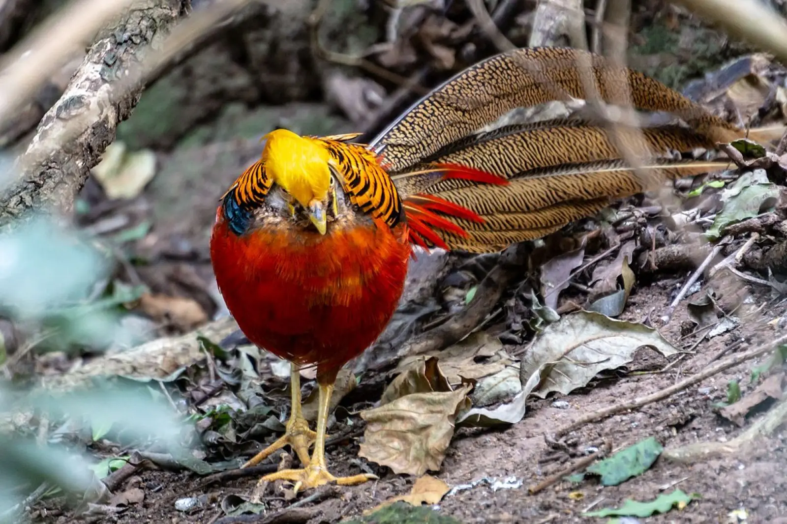 Golden-Pheasant 26