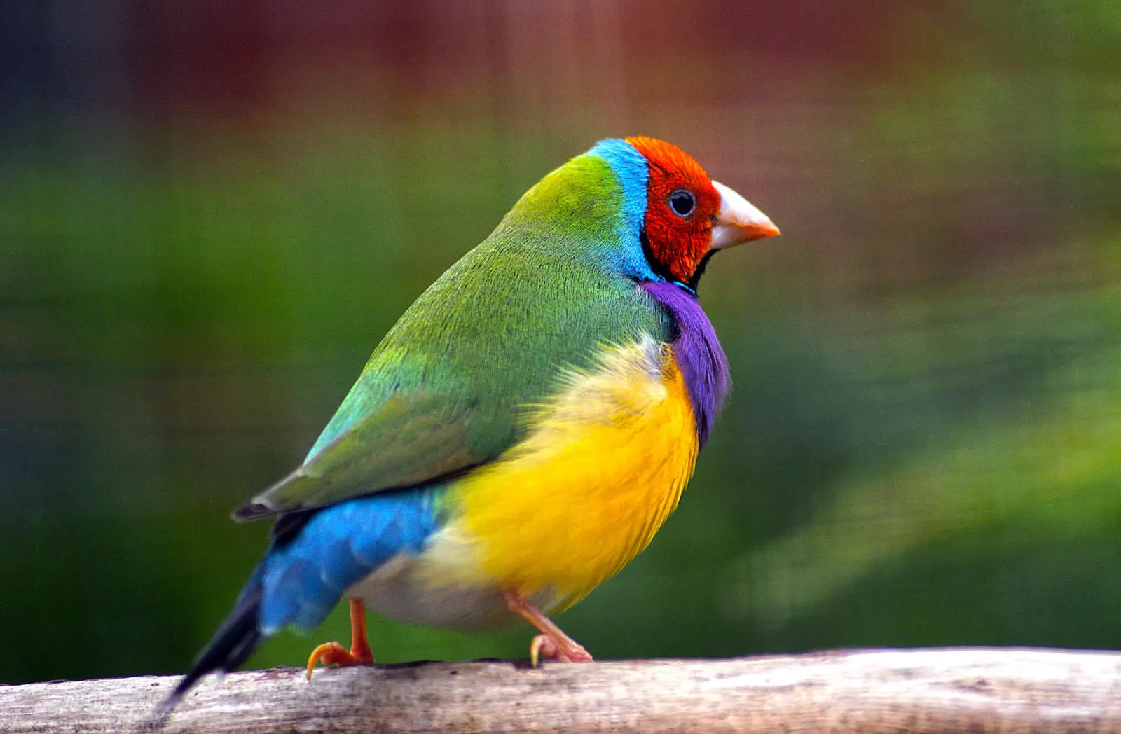 Diamant de Gould : un arc-en-ciel sur pattes