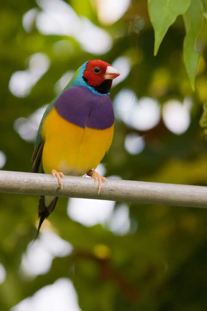 Diamant de Gould