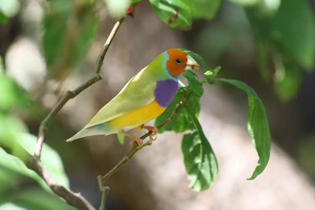 Diamant de Gould