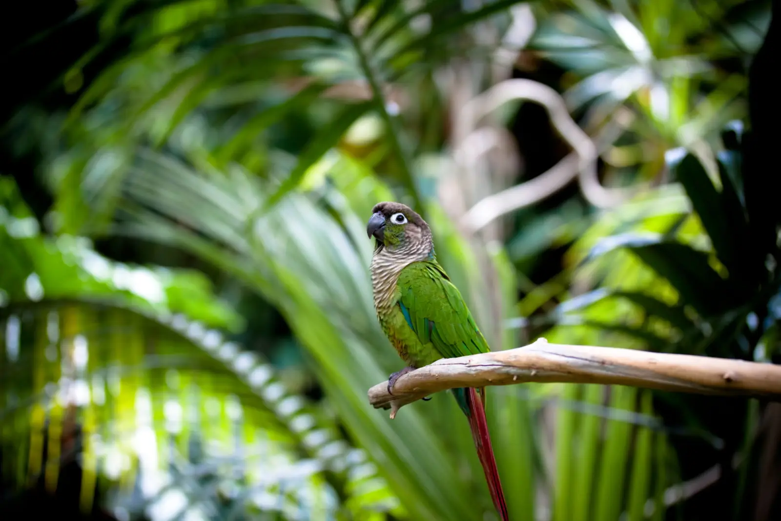 Green-Cheeked-Parakeet 01