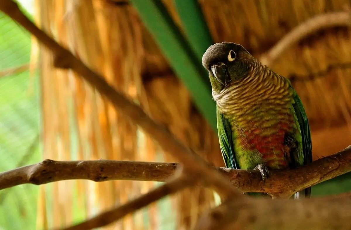 Green-Cheeked-Parakeet 02