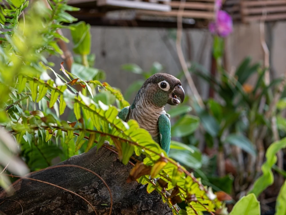 Green-Cheeked-Parakeet 03