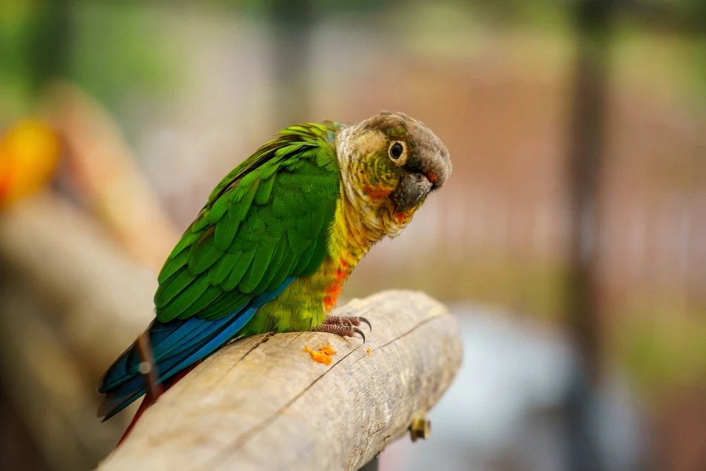 Green-Cheeked-Parakeet 04