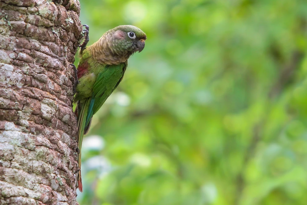 Green-Cheeked-Parakeet 05