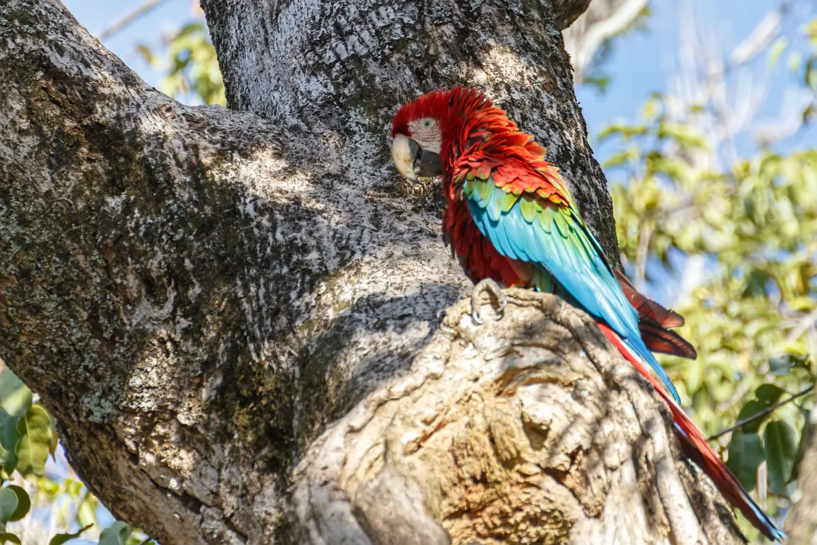 Green-Winged-Macaw 01