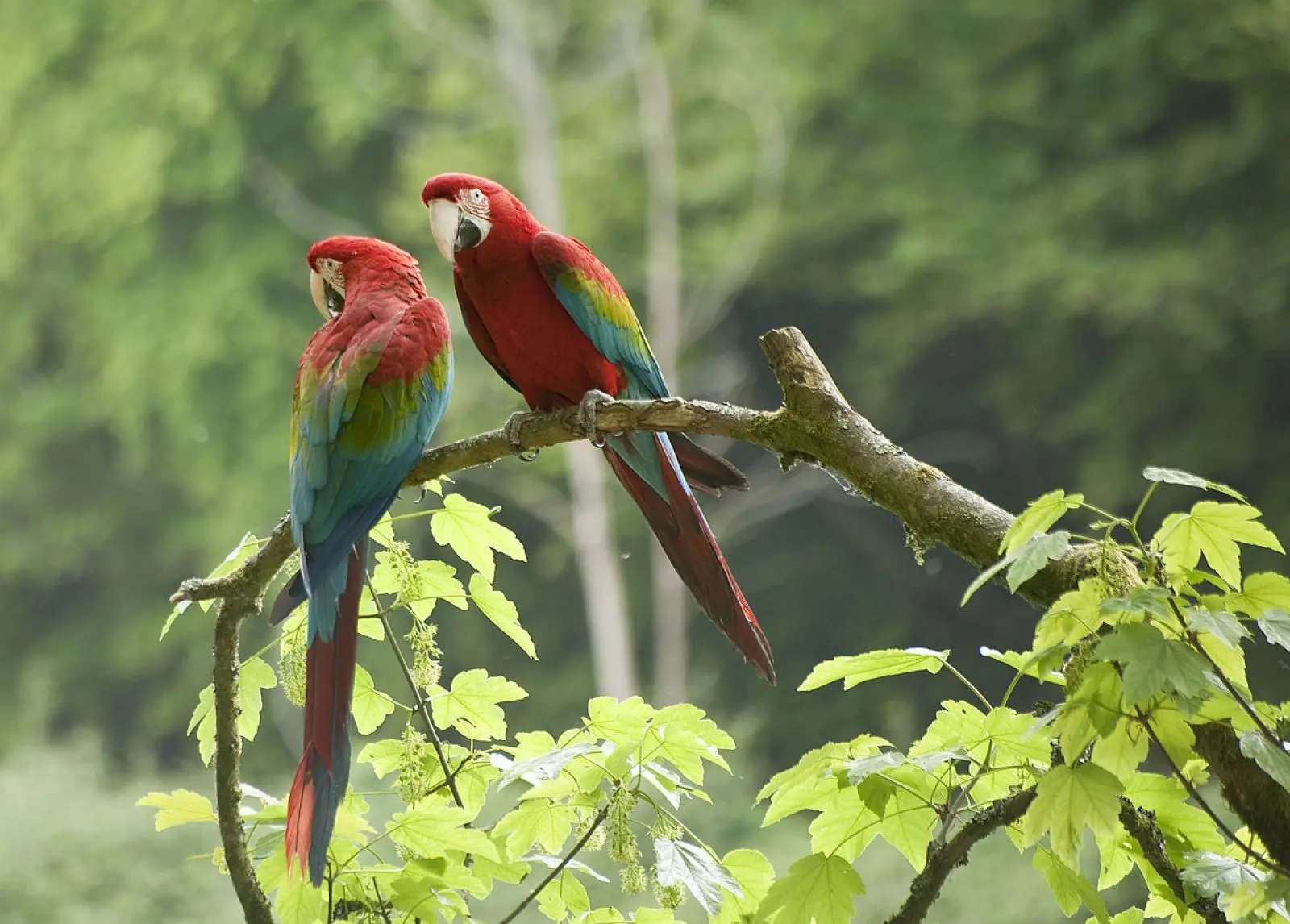Green-Winged-Macaw 02