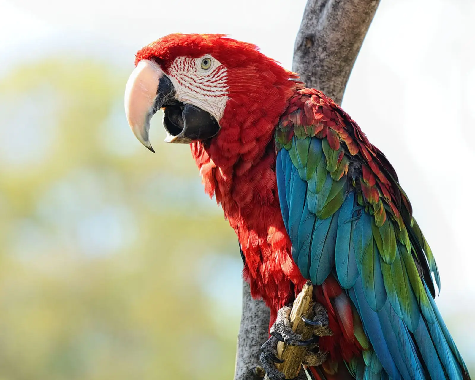 Green-Winged-Macaw 03