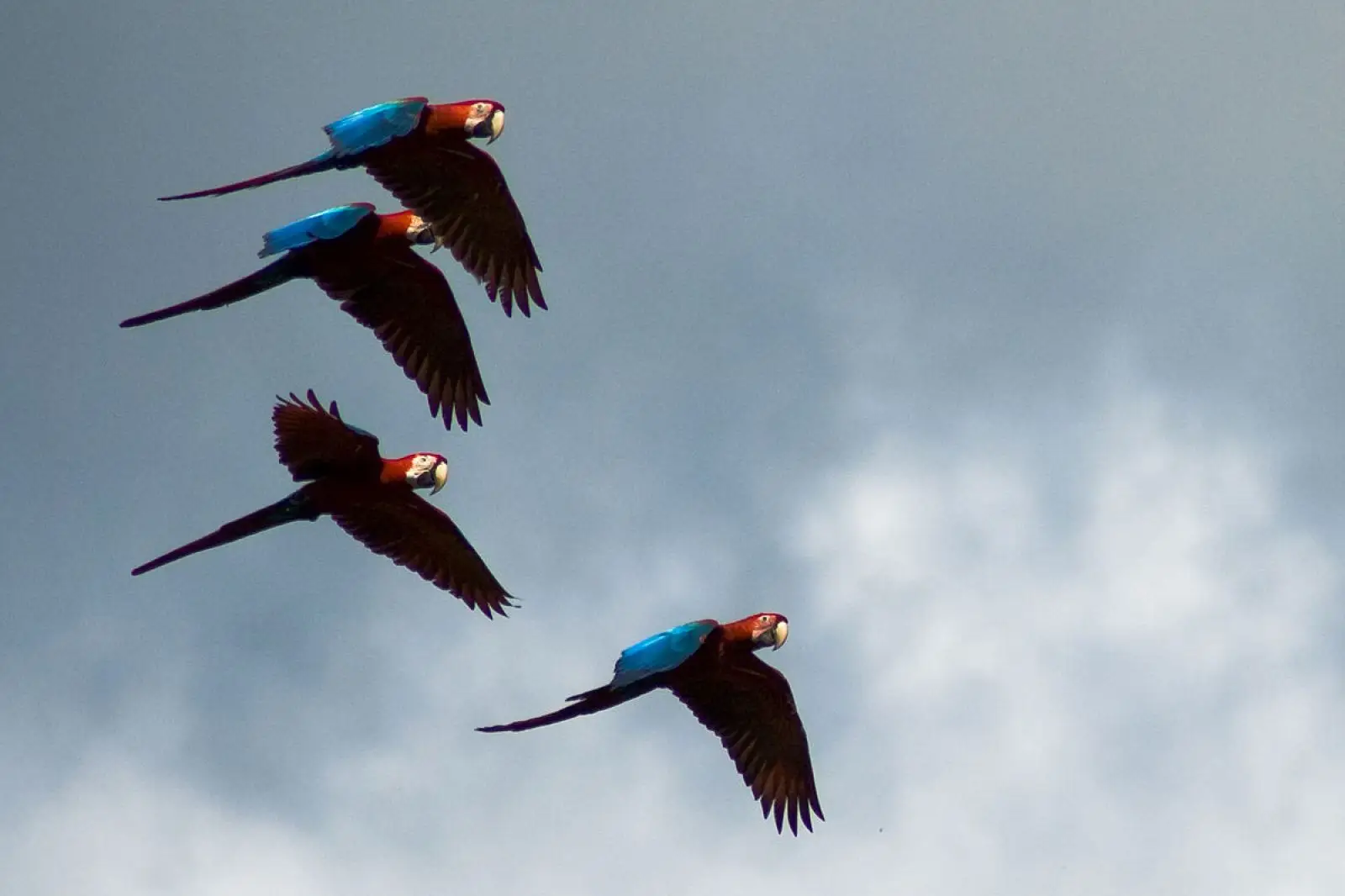 Green-Winged-Macaw 04
