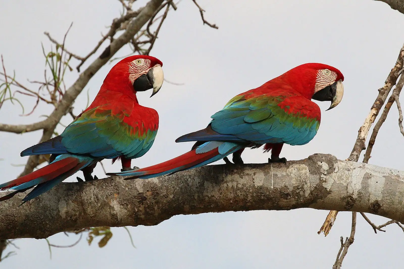 Green-Winged-Macaw 05