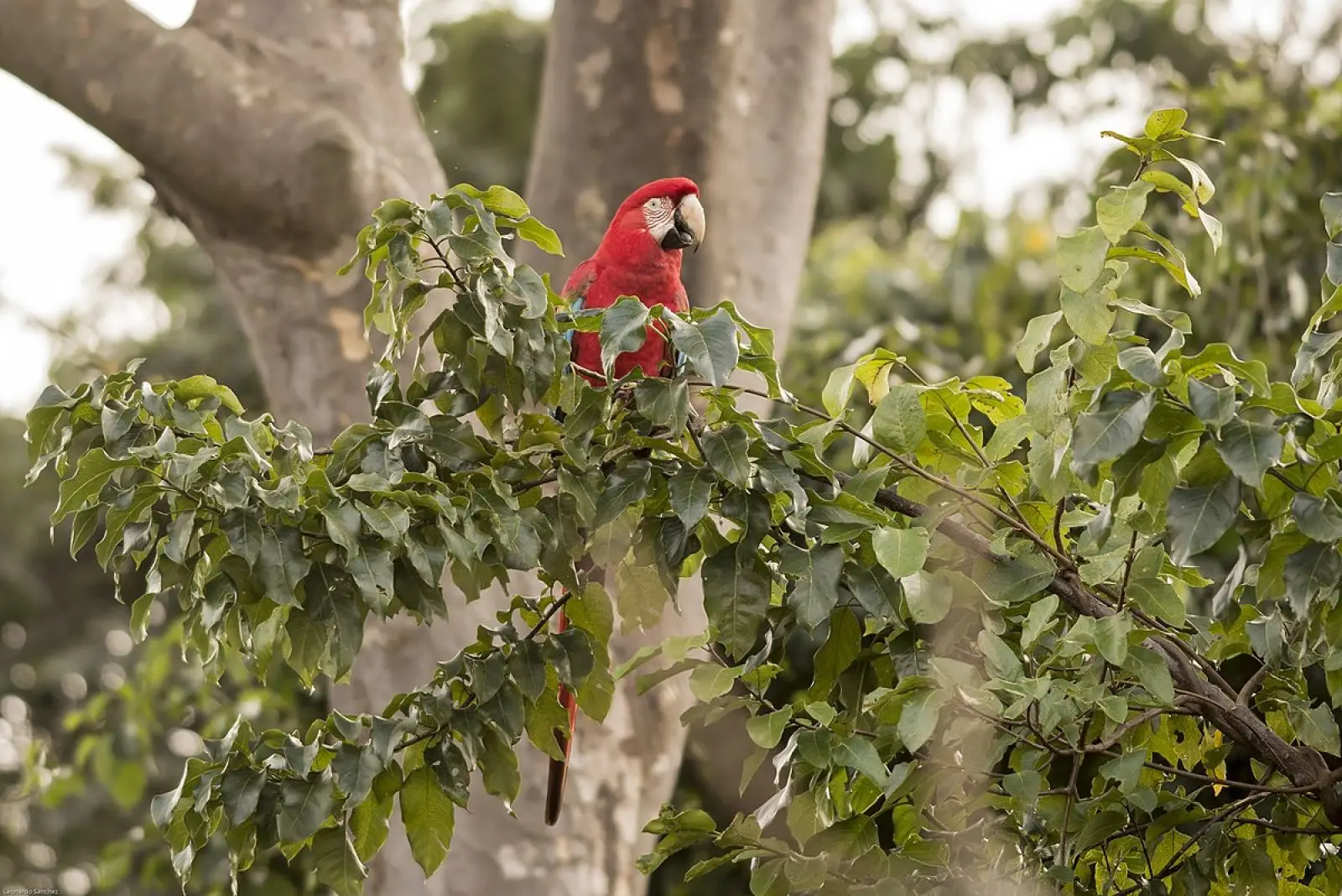 Green-Winged-Macaw 06