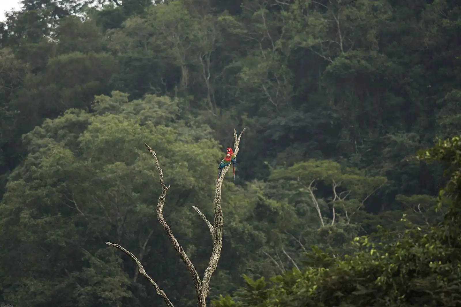 Green-Winged-Macaw 07