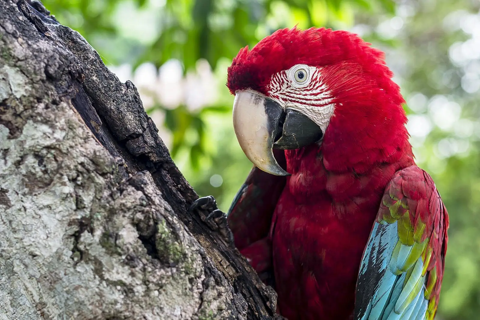 Green-Winged-Macaw 08