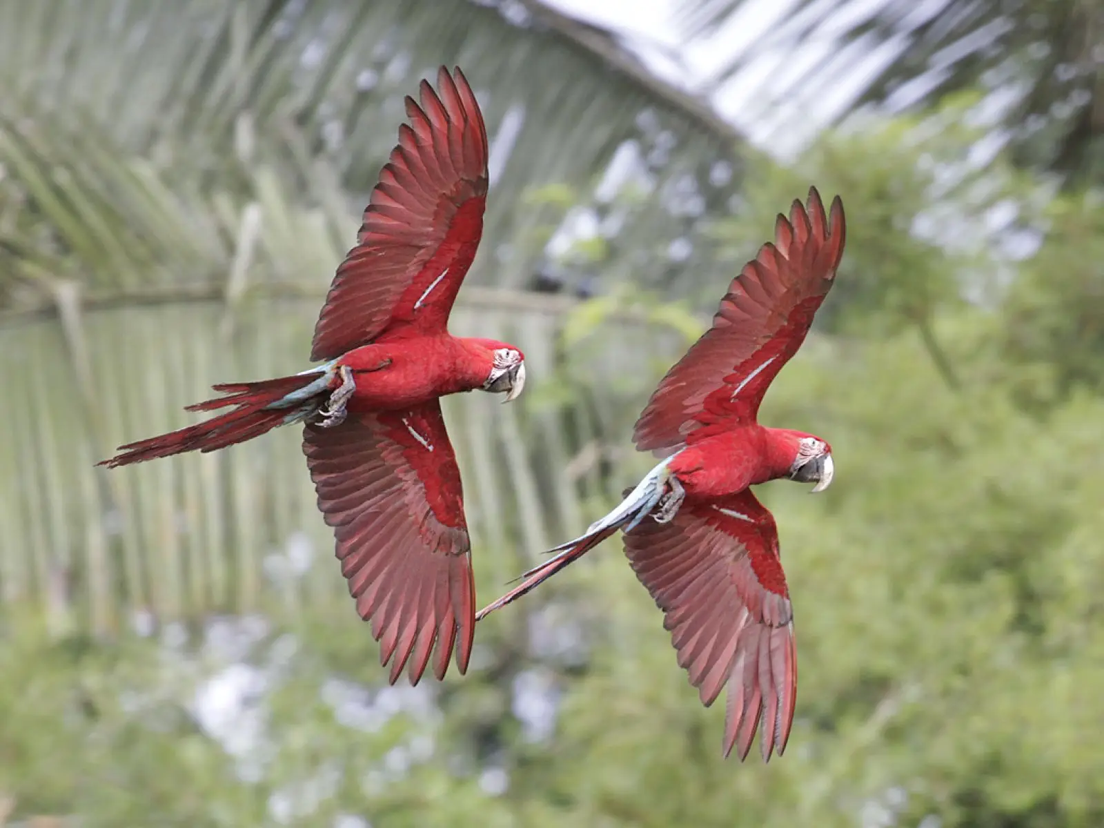 Green-Winged-Macaw 09