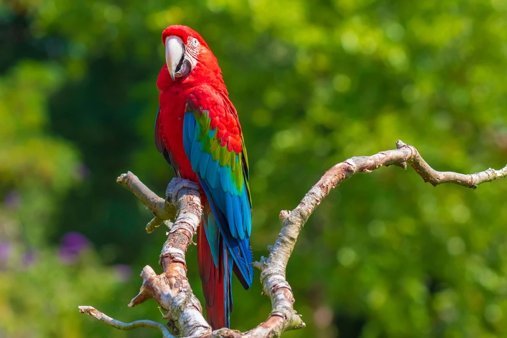 Green-Winged-Macaw 10