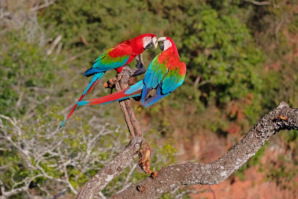 Green-Winged-Macaw 11