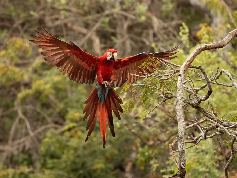 Green-Winged-Macaw 12