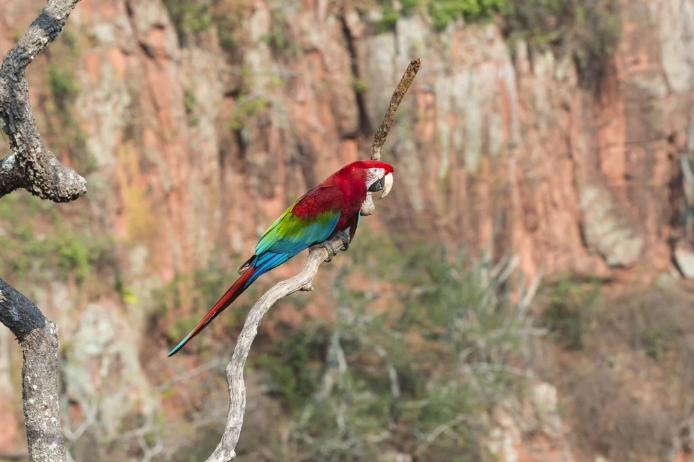 Green-Winged-Macaw 13