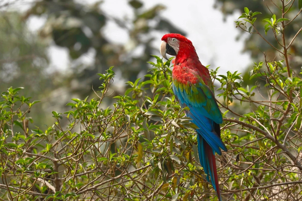 Green-Winged-Macaw 14