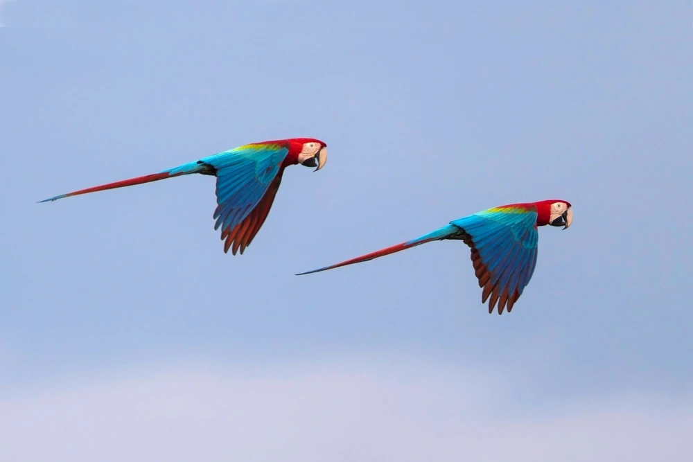 Green-Winged-Macaw 15