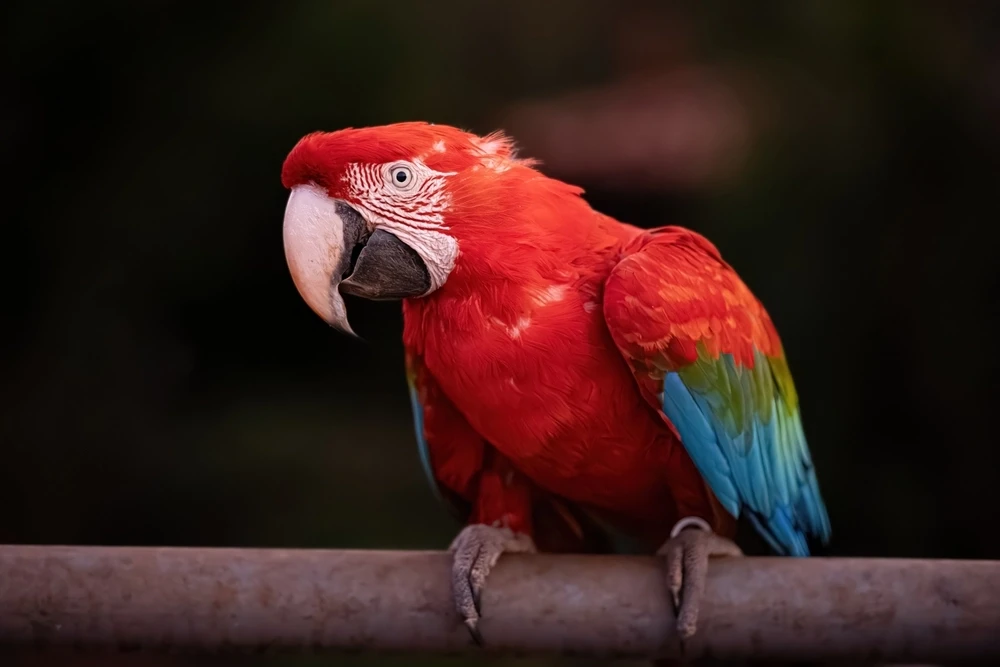 Green-Winged-Macaw 16