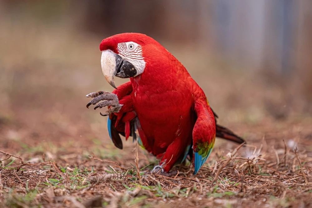 Green-Winged-Macaw 17