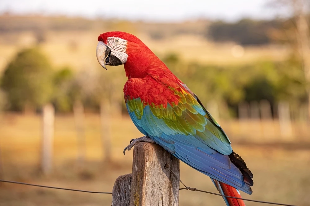 Green-Winged-Macaw 18