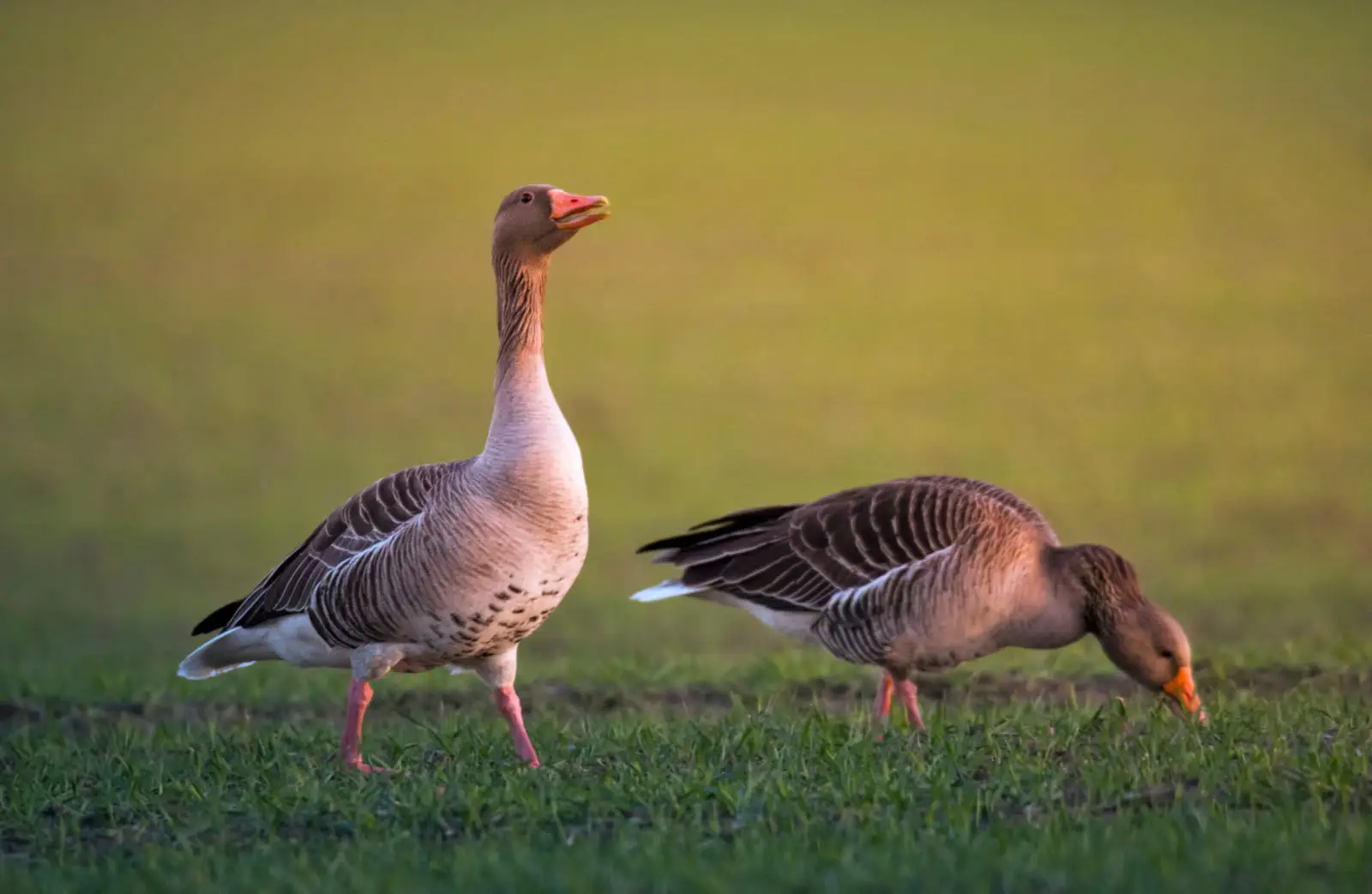 Greylag-Goose 01