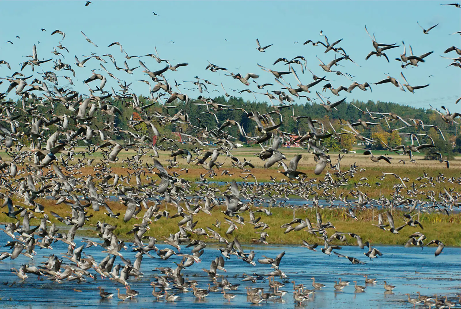 Greylag-Goose 02