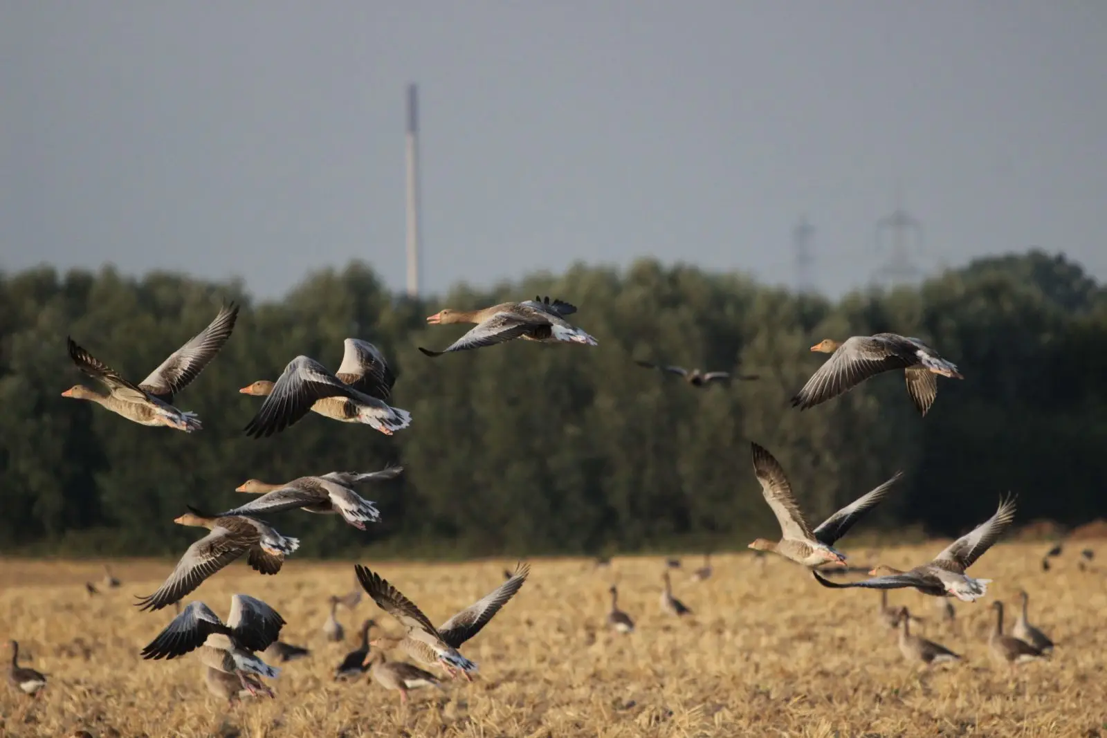 Greylag-Goose 03