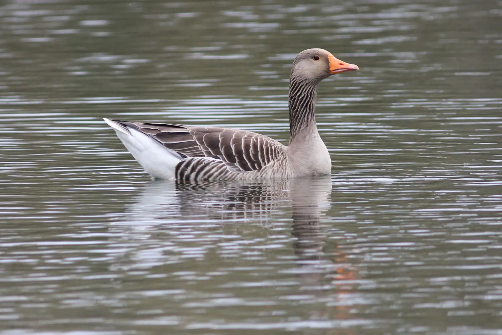 Greylag-Goose 04