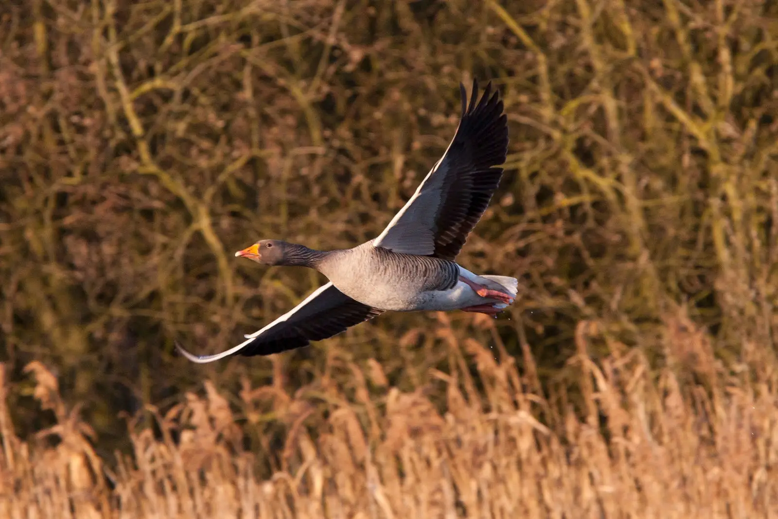 Greylag-Goose 05