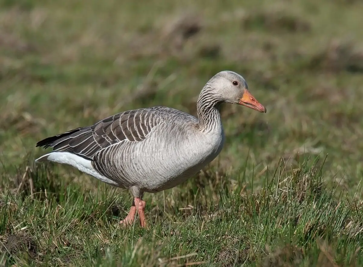 Greylag-Goose 06
