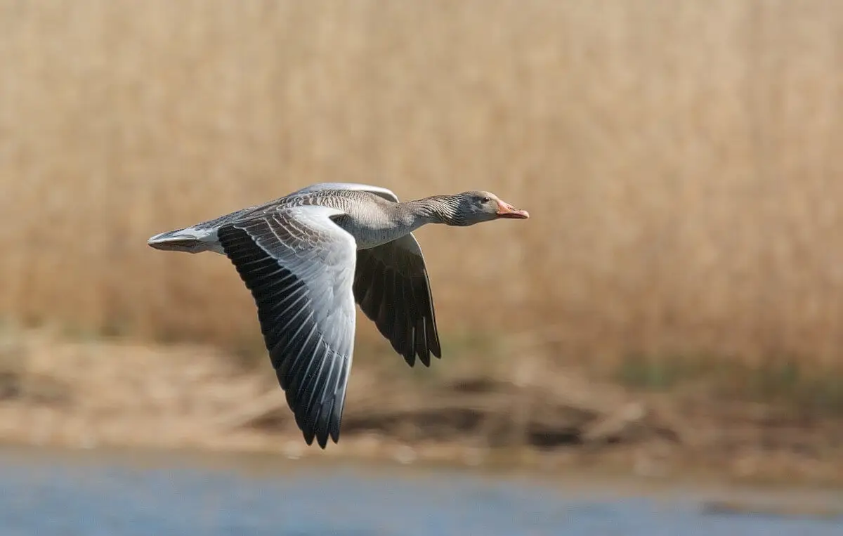 Greylag-Goose 07