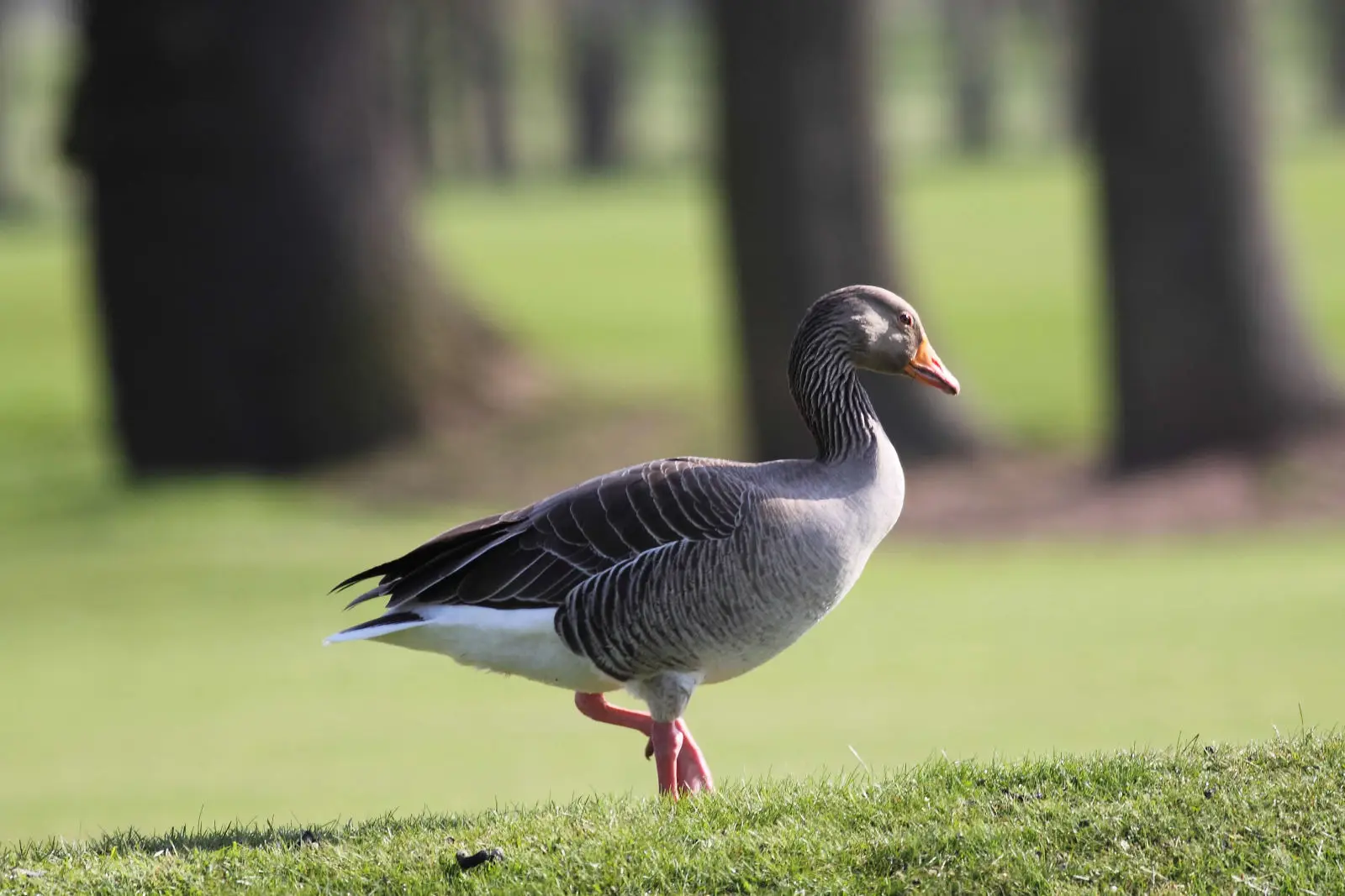Greylag-Goose 08