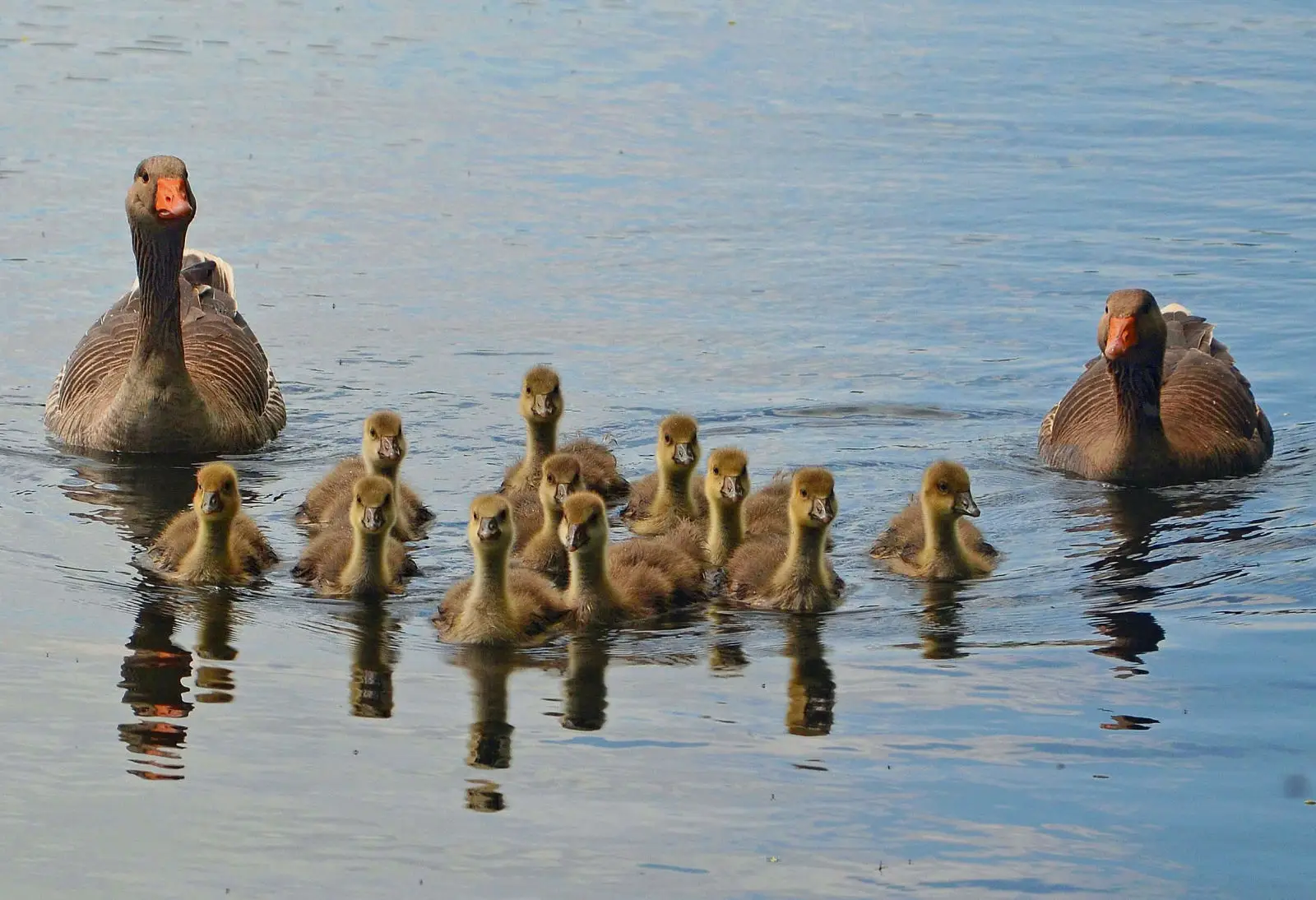 Greylag-Goose 09