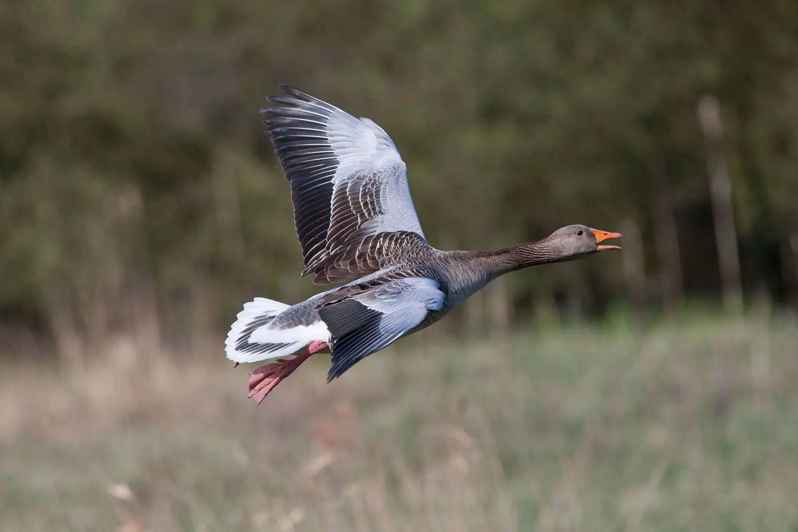 Greylag-Goose 10