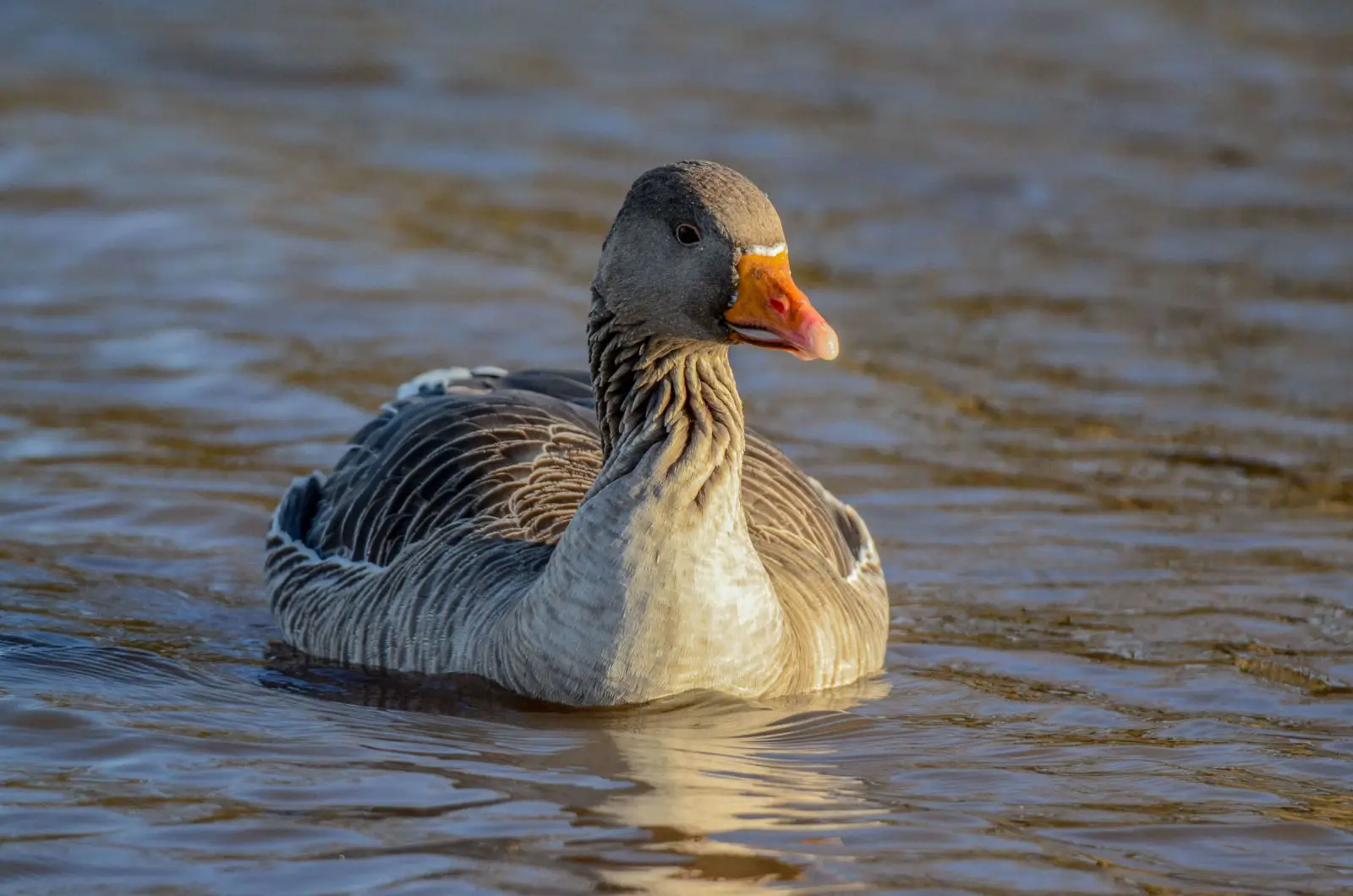 Greylag-Goose 11