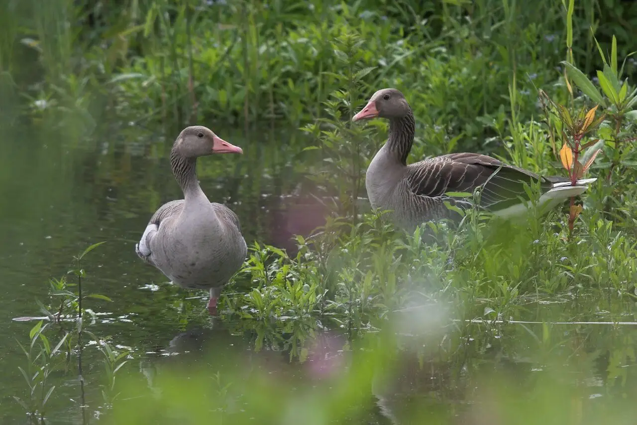 Greylag-Goose 12