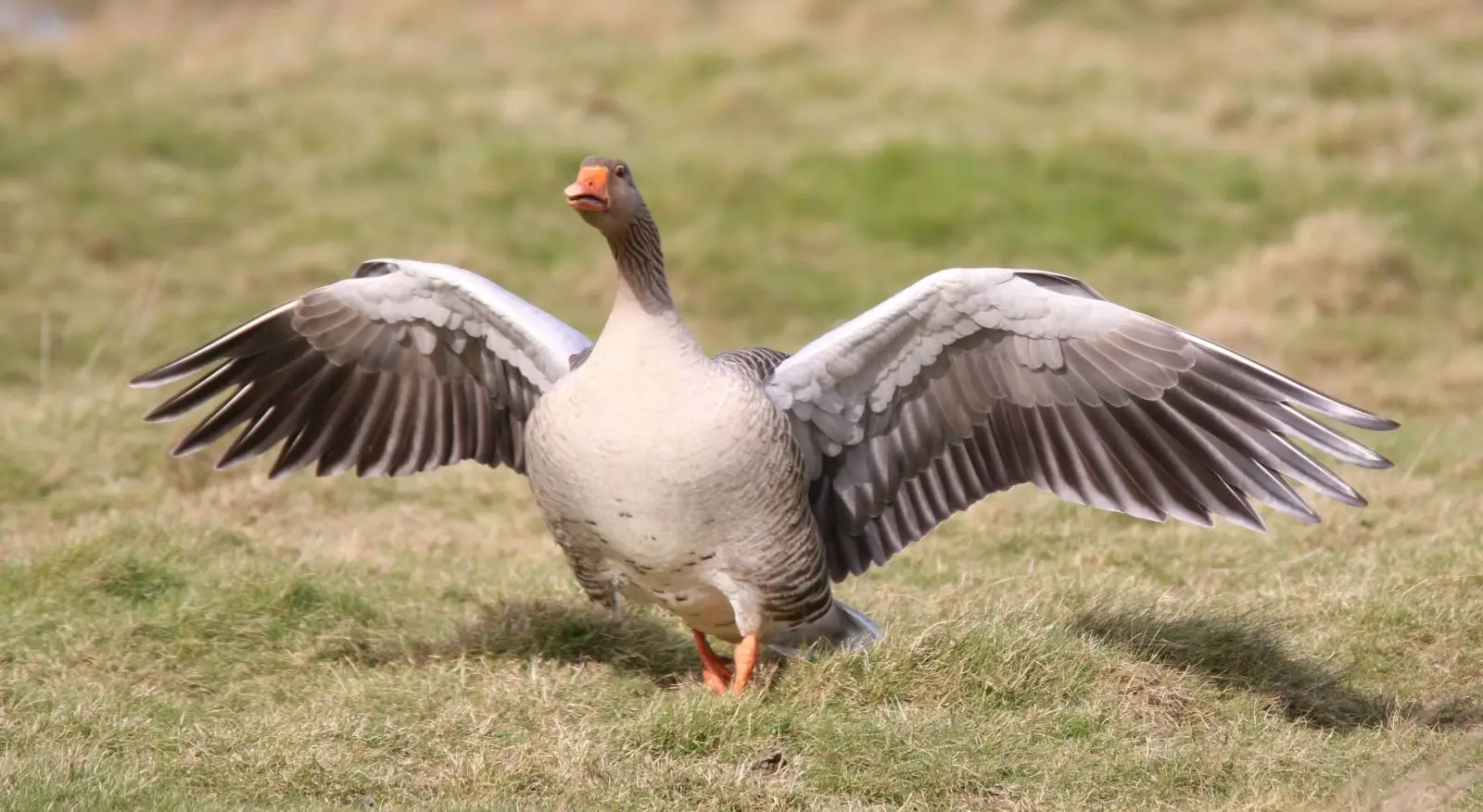 Greylag-Goose 13