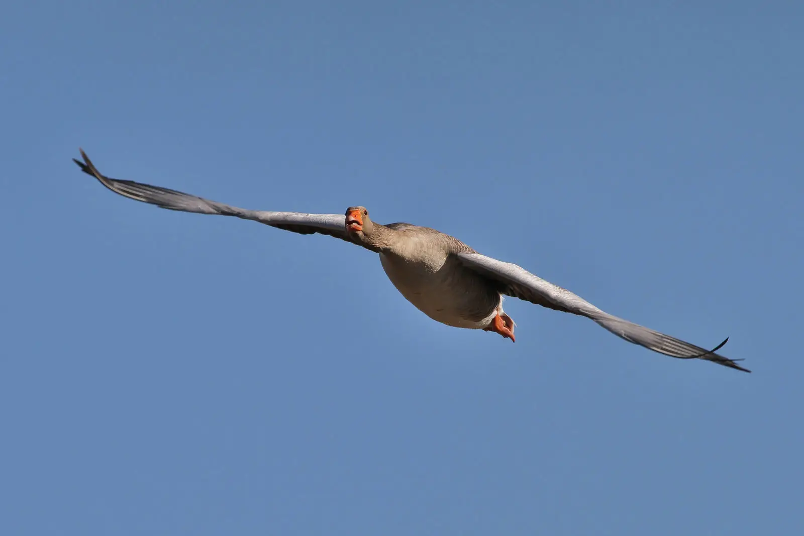 Greylag-Goose 14