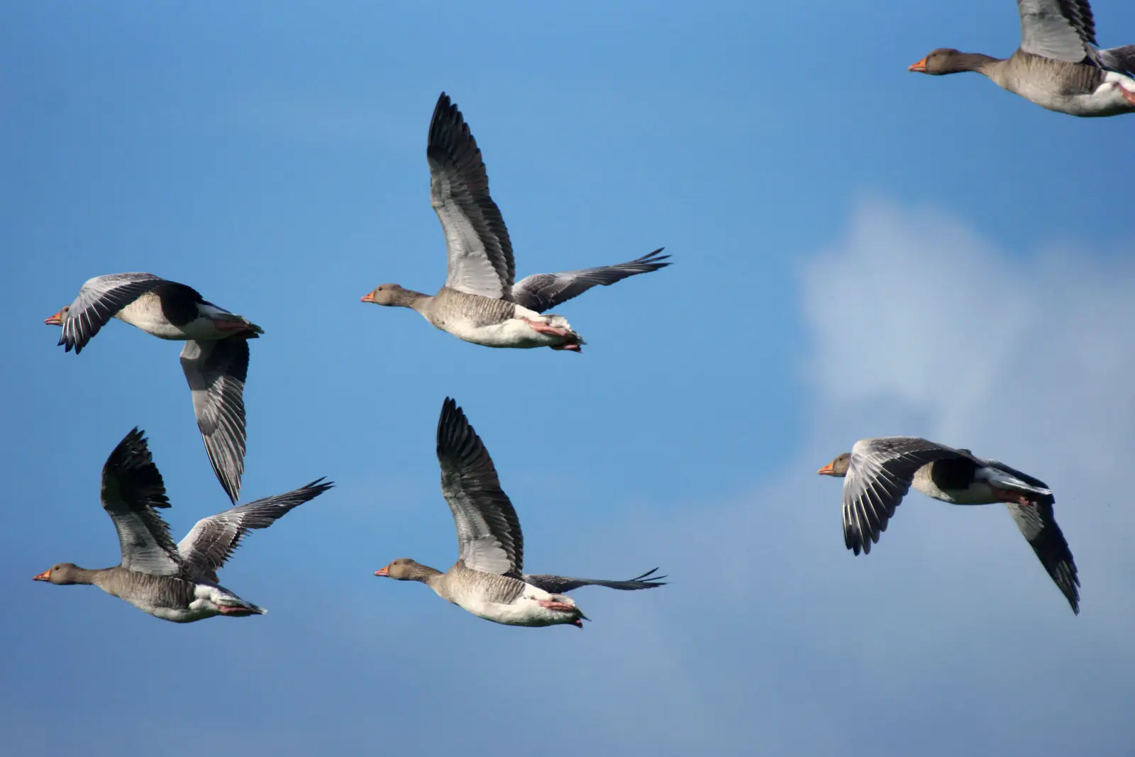 Greylag-Goose 15