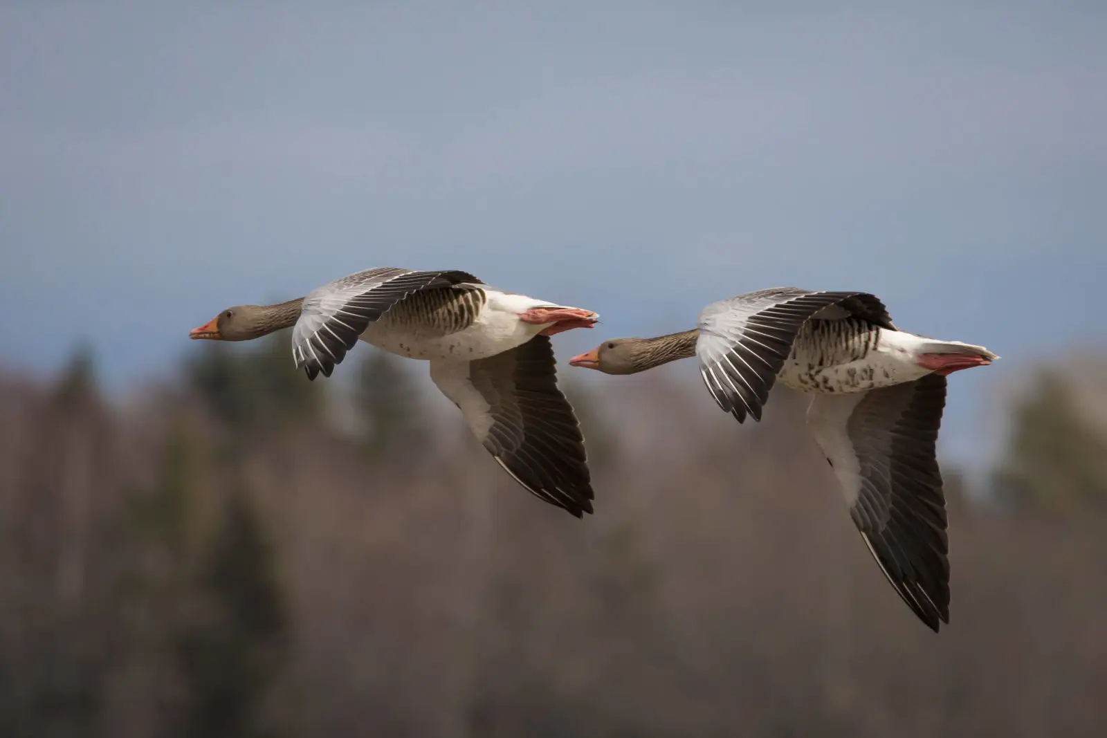 Greylag-Goose 16