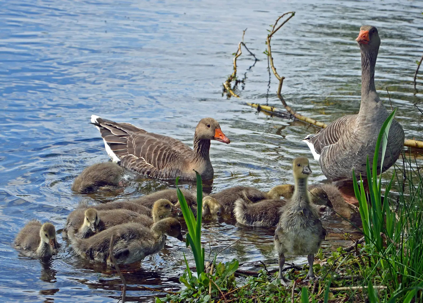 Greylag-Goose 17