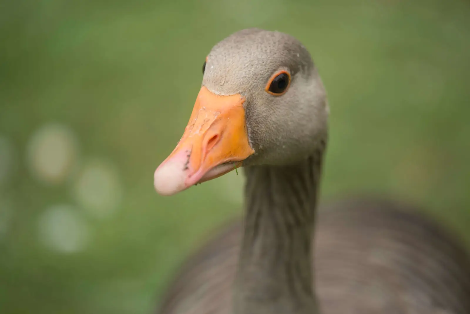 Greylag-Goose 18