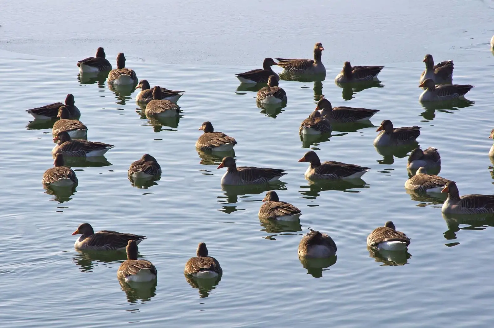 Greylag-Goose 19